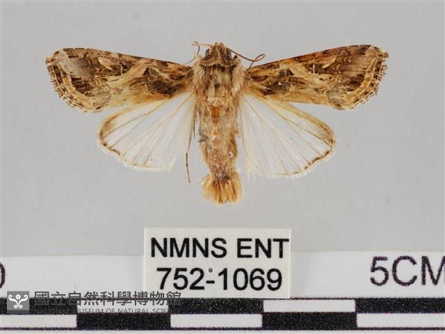 斜紋夜盜蛾藏品圖，第1張