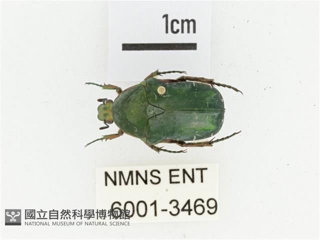 艷邊花金龜藏品圖，第1張