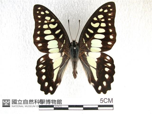 木蘭青鳳蝶藏品圖，第1張