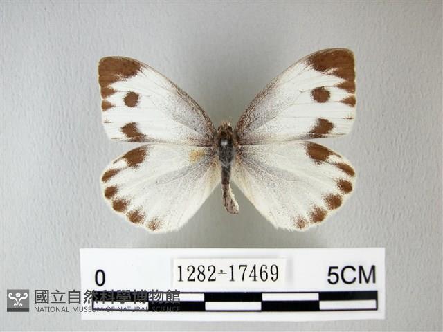 緣點白粉蝶藏品圖，第1張