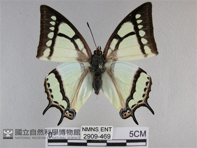小雙尾蛺蝶藏品圖，第1張