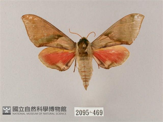 榆綠天蛾藏品圖，第1張