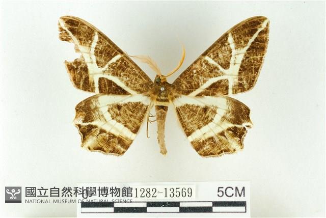 樹形尺蛾藏品圖，第1張