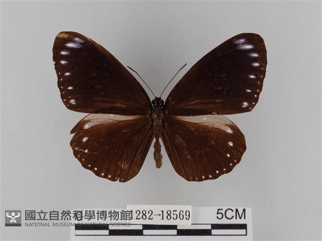 雙標紫斑蝶藏品圖，第1張
