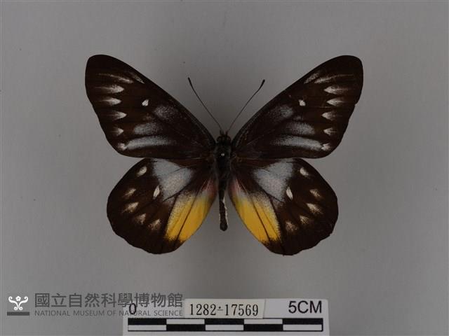 豔粉蝶藏品圖，第1張