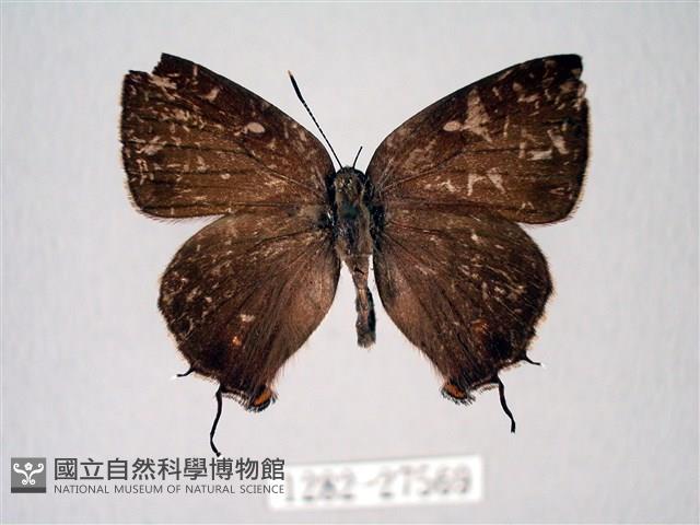 臺灣洒灰蝶藏品圖，第1張