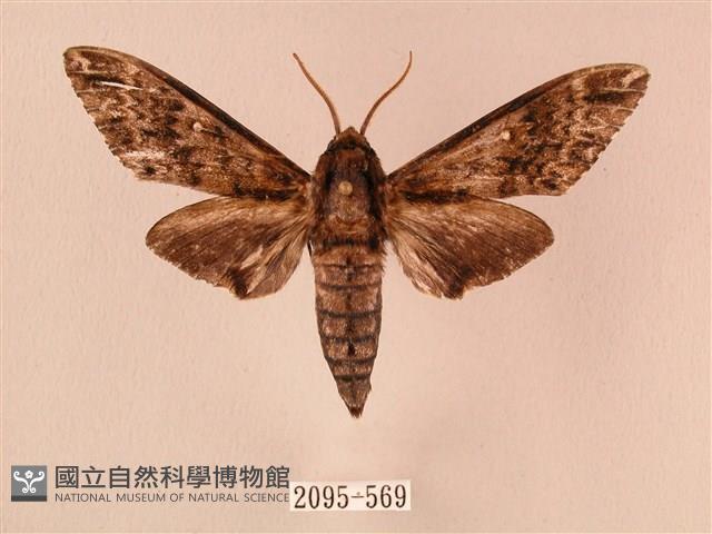 白星天蛾藏品圖，第1張