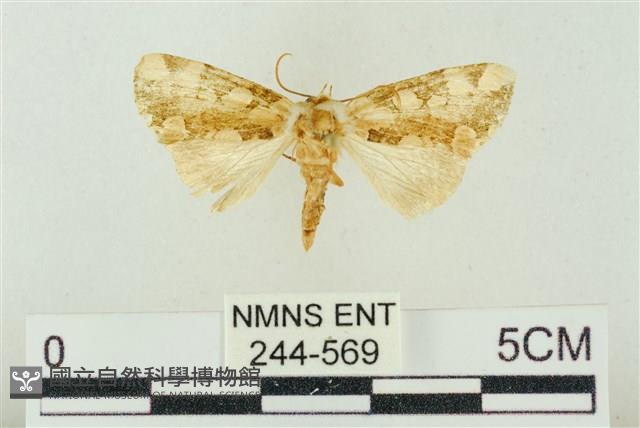 連珠波紋蛾藏品圖，第1張