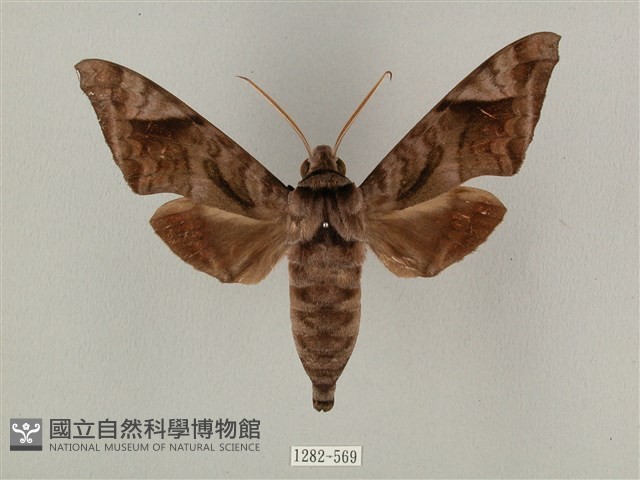 全緣缺角天蛾藏品圖，第1張