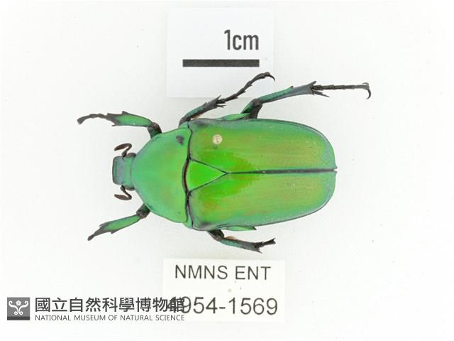 金艷騷金龜藏品圖，第1張