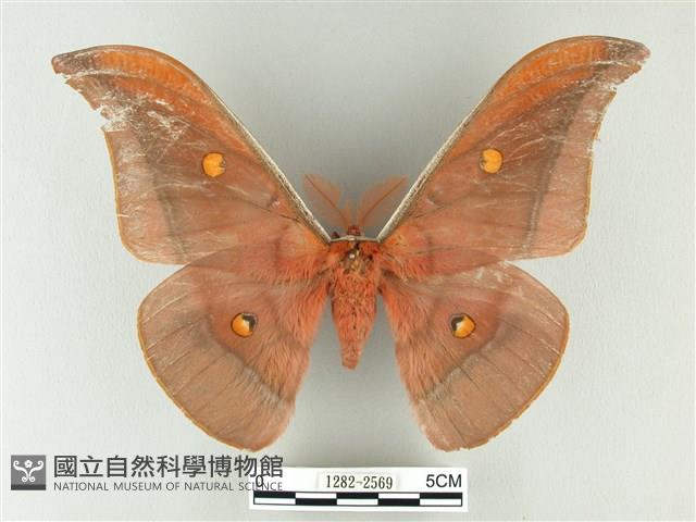 紅目天蠶蛾藏品圖，第1張