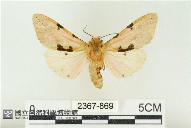 棍棒污燈蛾藏品圖，第1張