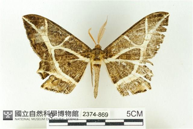 樹形尺蛾藏品圖，第1張