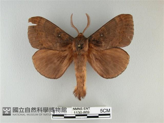 波紋枯葉蛾藏品圖，第1張