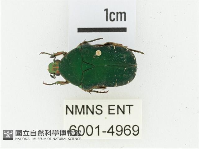 艷邊花金龜藏品圖，第1張