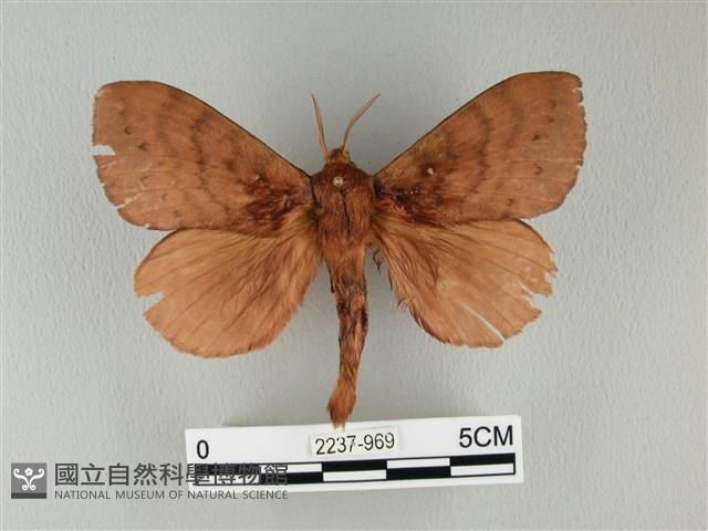 波紋枯葉蛾藏品圖，第1張