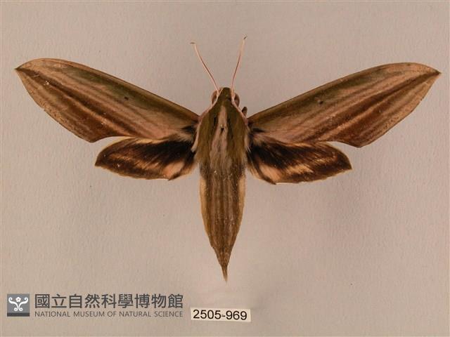 棕綠背線天蛾藏品圖，第1張