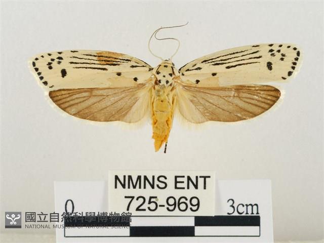 線紋篩蛾藏品圖，第1張