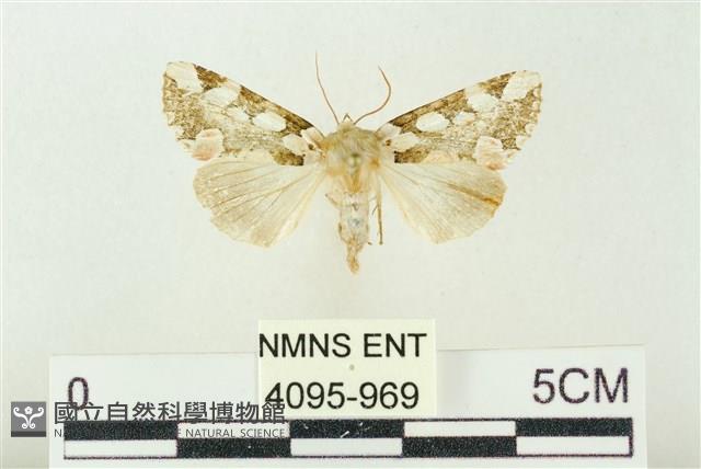 連珠波紋蛾藏品圖，第1張