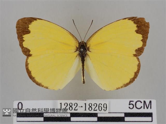 亮色黃蝶藏品圖，第1張