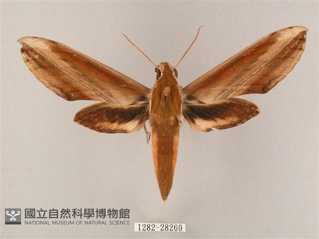 綠背斜紋天蛾藏品圖，第1張