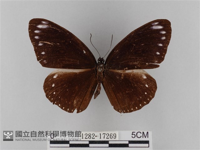 雙標紫斑蝶藏品圖，第1張