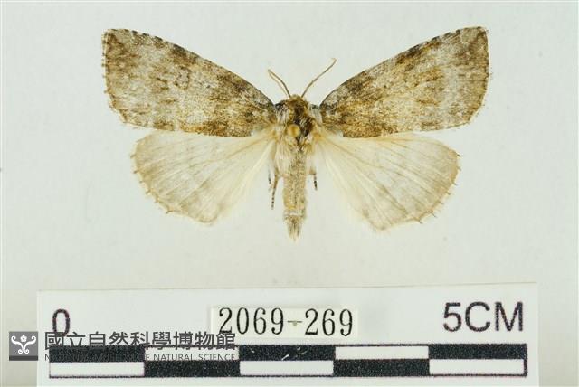 臺灣銀斑異波紋蛾藏品圖，第1張