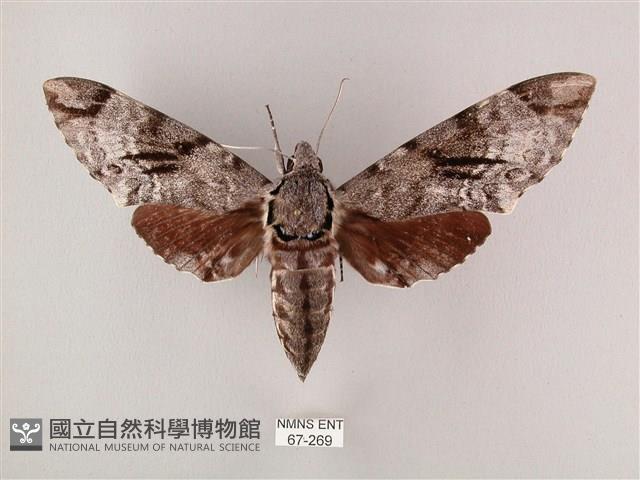 粗斜紋天蛾藏品圖，第1張