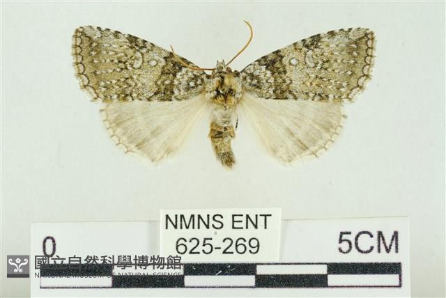 臺灣銀斑異波紋蛾藏品圖，第1張
