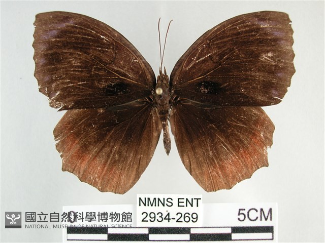 藍紋鋸眼蝶藏品圖，第1張