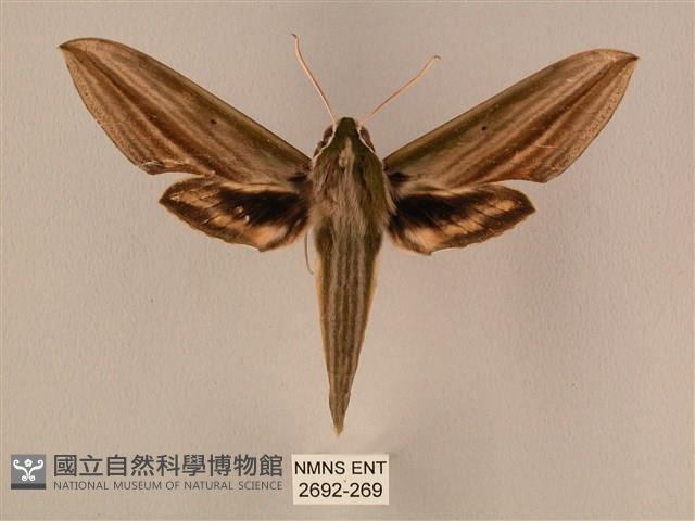 棕綠背線天蛾藏品圖，第1張