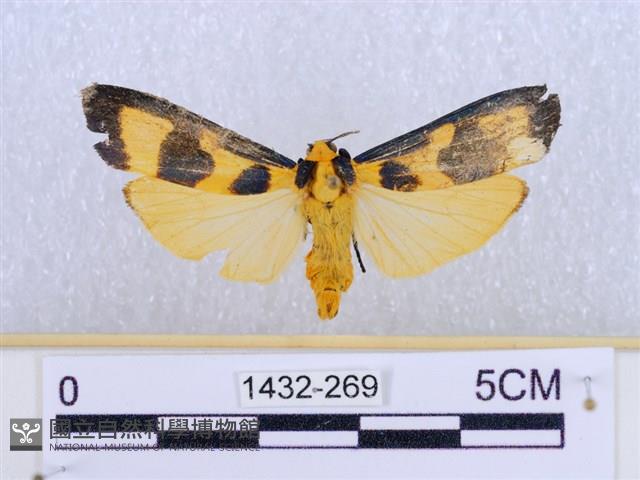 閃光苔蛾藏品圖，第1張