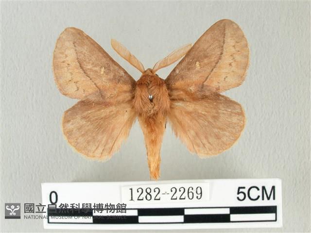 褐斜帶枯葉蛾藏品圖，第1張
