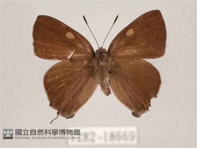 田中洒灰蝶藏品圖，第1張