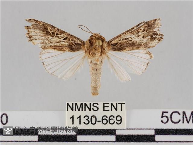 斜紋夜盜蛾藏品圖，第1張