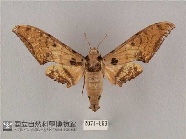 裂斑鷹翅天蛾藏品圖，第1張