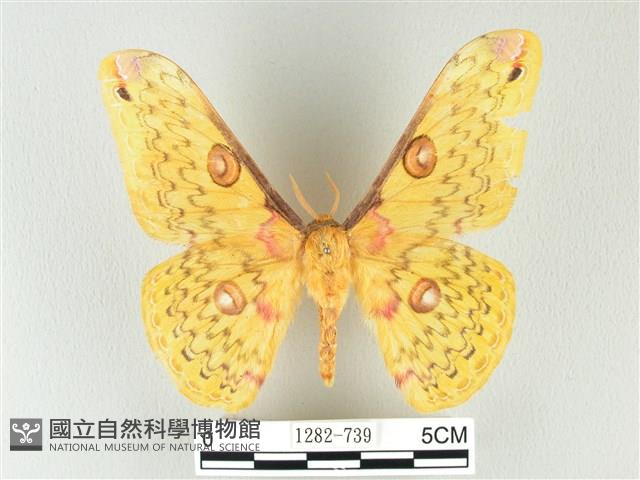 黃豹天蠶蛾藏品圖，第1張