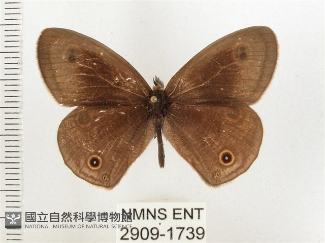 白帶波眼蝶藏品圖，第1張