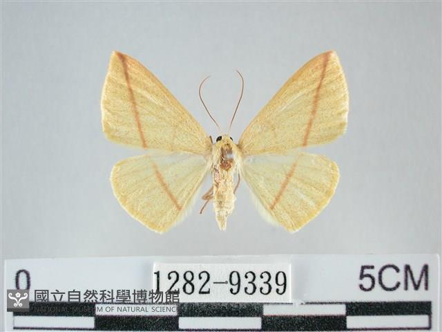 澄線尺蛾藏品圖，第1張