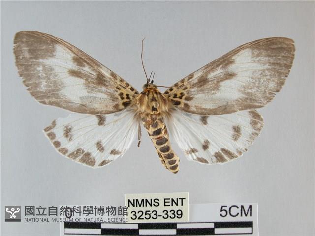 扭擬燈蛾藏品圖，第1張