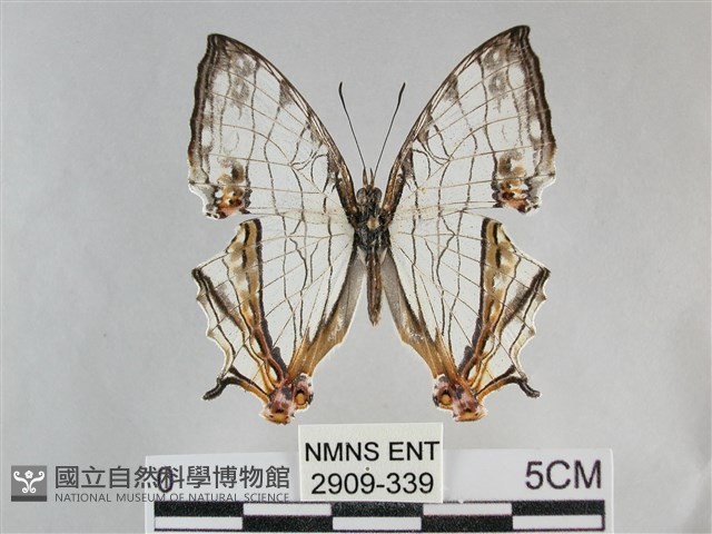 網絲蛺蝶、石牆蝶藏品圖，第1張