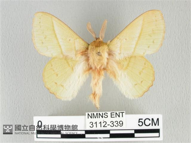 青枯葉蛾藏品圖，第1張