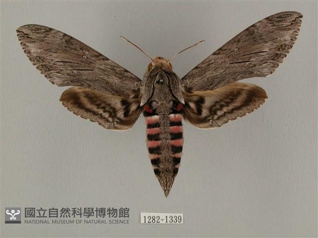 蝦殼天蛾藏品圖，第1張