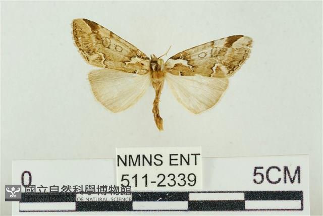 臺美波紋蛾藏品圖，第1張
