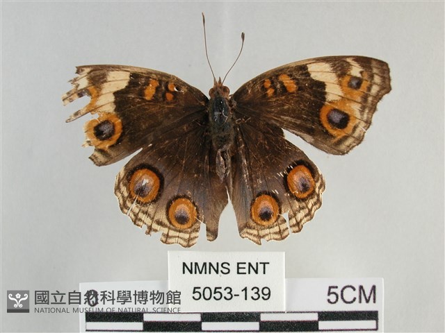 青眼蛺蝶、孔雀青蛺蝶藏品圖，第1張