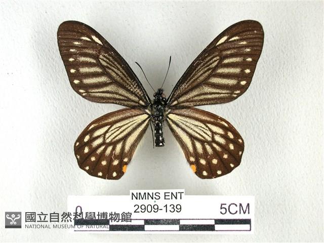黃星斑鳳蝶藏品圖，第1張