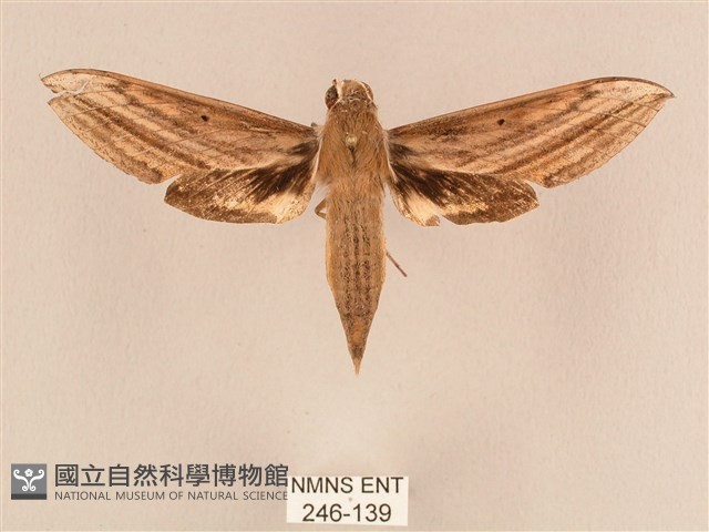 背線天蛾藏品圖，第1張