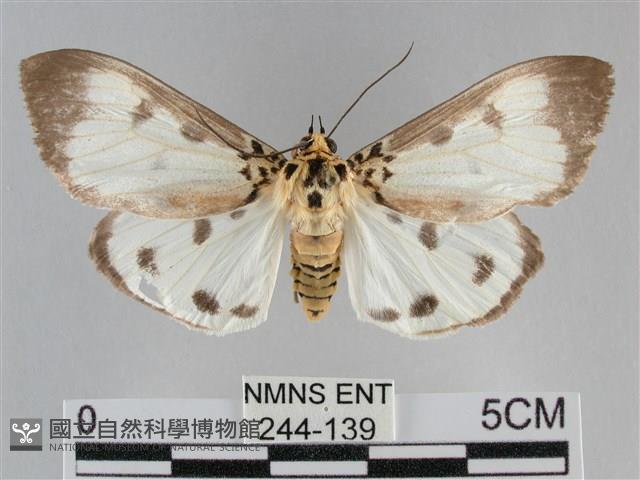 長斑擬燈蛾藏品圖，第1張
