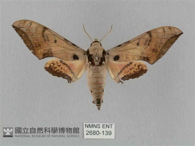 廣東鷹翅天蛾藏品圖，第1張