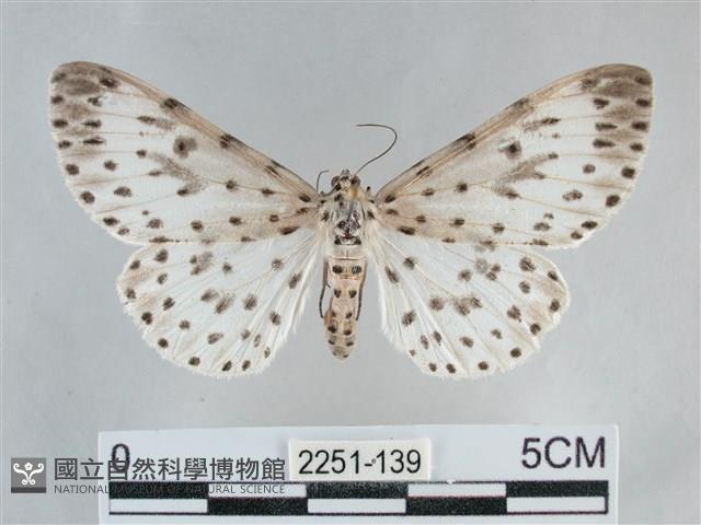 大胡麻斑星尺蛾藏品圖，第1張